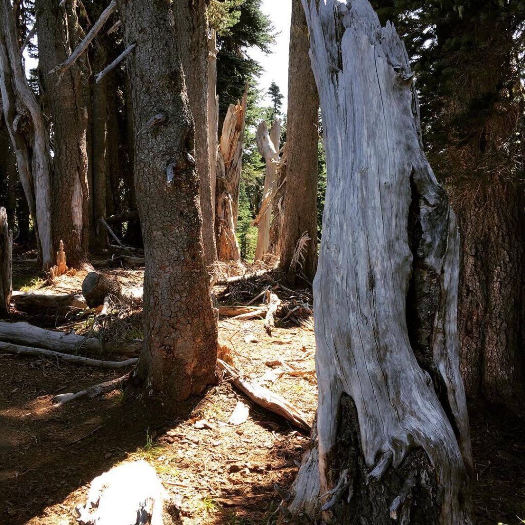 Olympic National PArk Forest
