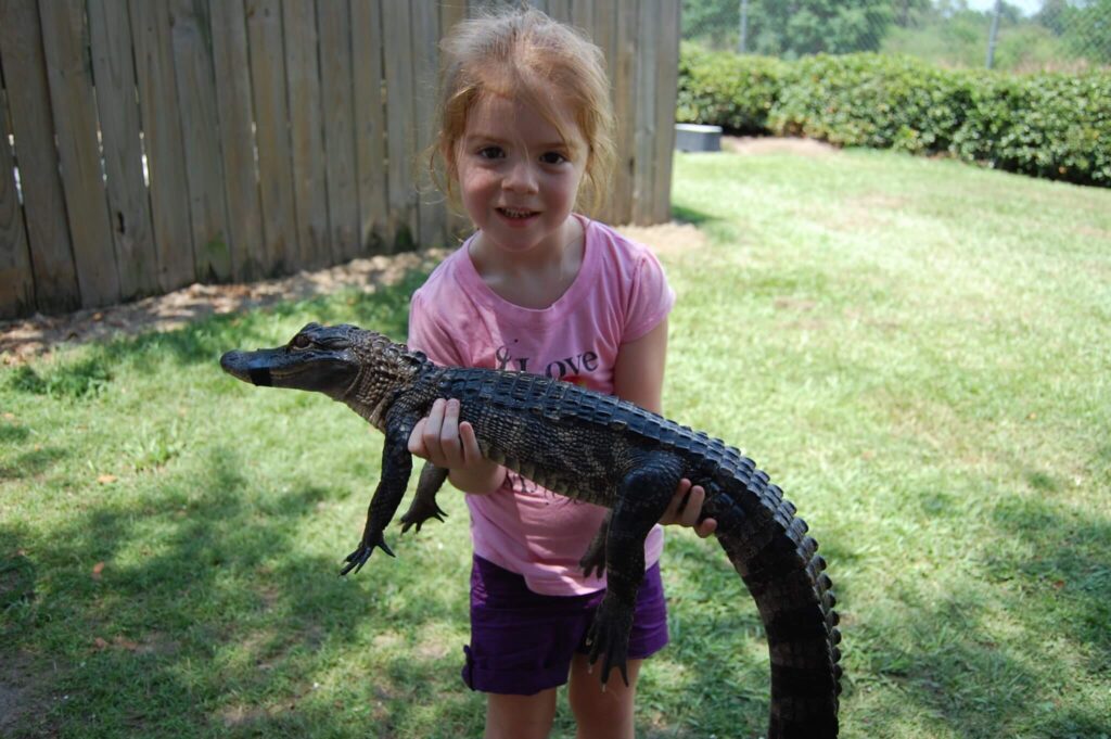 2 year old Alligator Alley