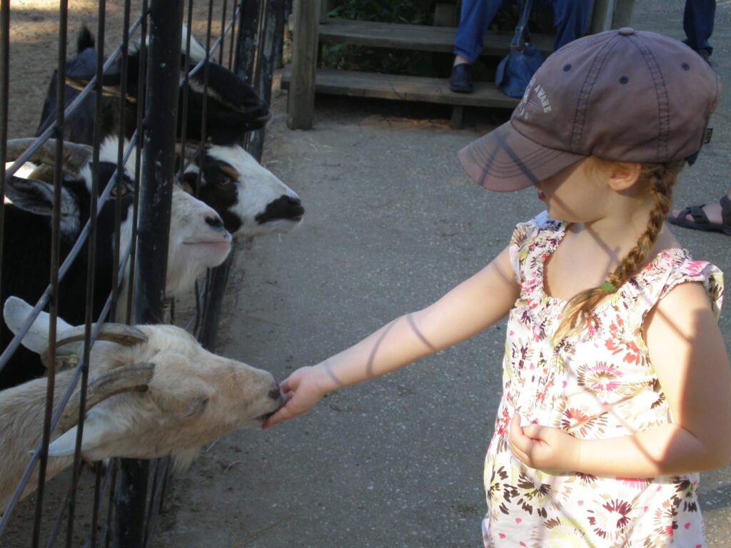 Feeding Goats at Gulf Shores zoo