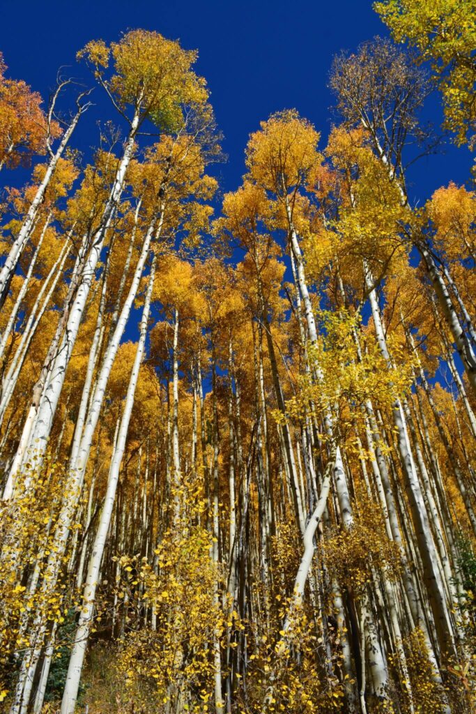 Aspen