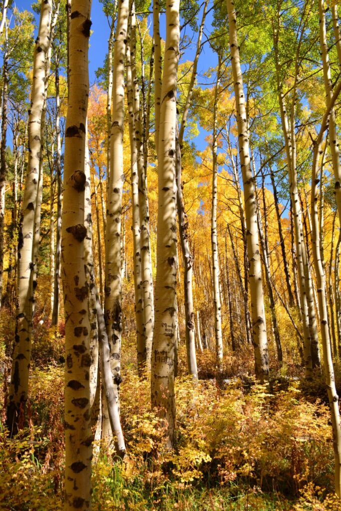 aspens