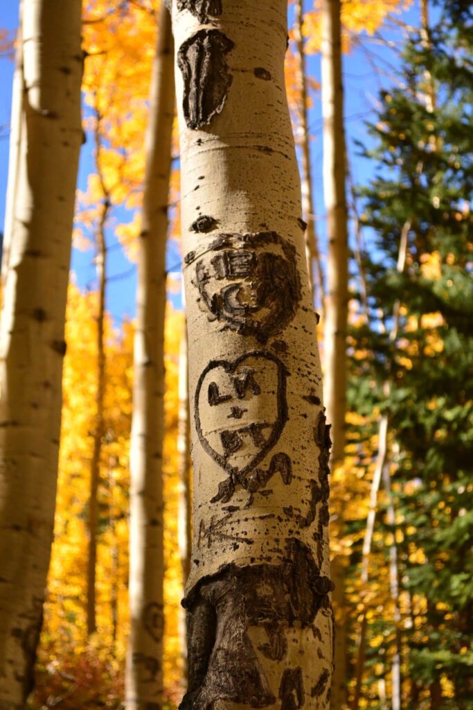 Aspen