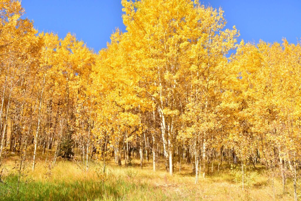 Ashcroft Aspen Grove